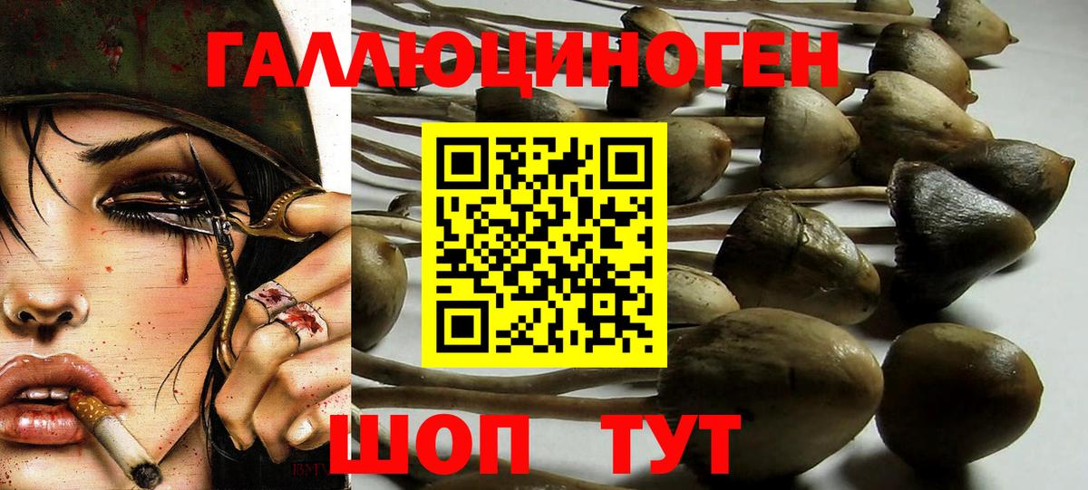 Галлюциногенные грибы GOLDEN TEACHER  Вход с VPN  цена   Орёл  Галлюциногенные грибы Psilocybine cubensis 